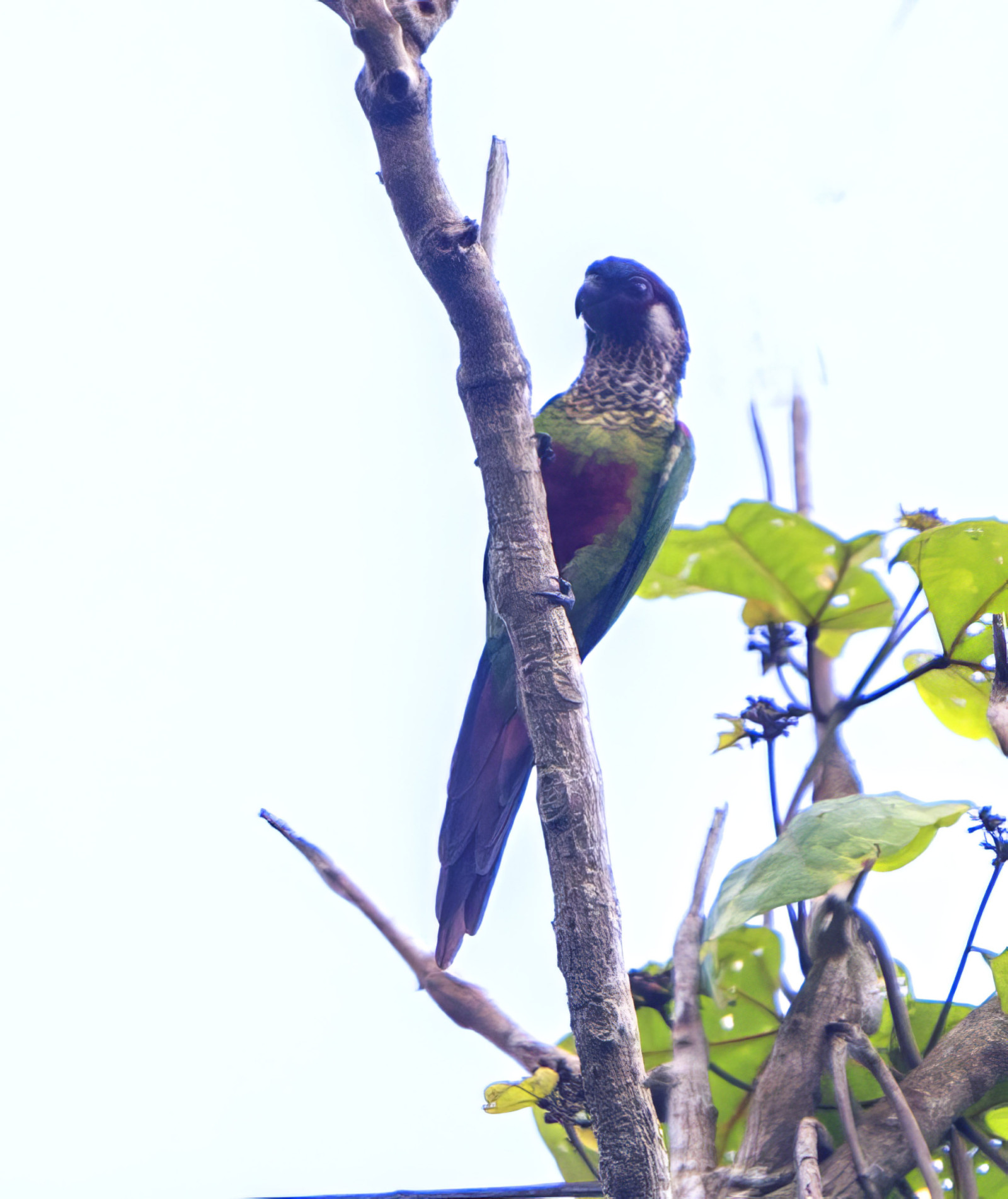 image Painted Parakeet